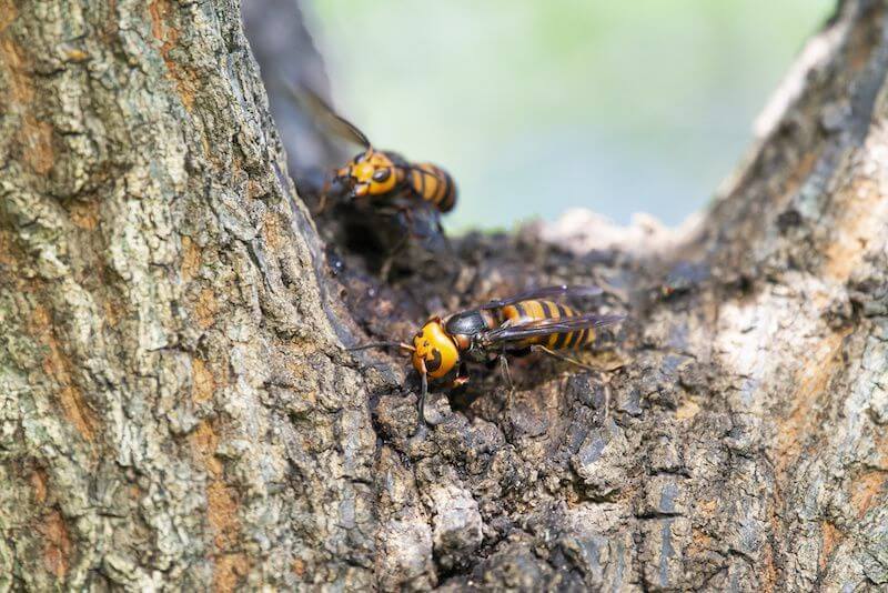 木に止まるスズメバチ