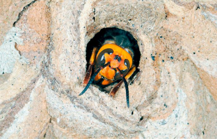 スズメバチの巣 逆とっくり型の巣】正体はコガタスズメバチ！生態や駆除方法とは