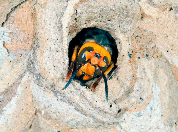 【逆とっくり型の巣】正体はコガタスズメバチ！生態や駆除方法とは