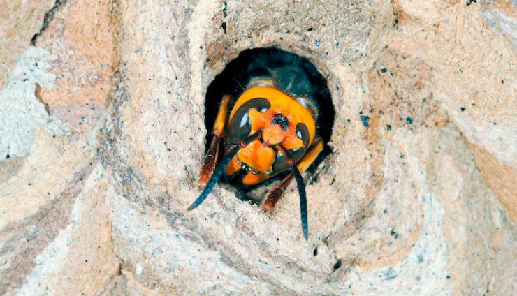【逆とっくり型の巣】正体はコガタスズメバチ！生態や駆除方法とは