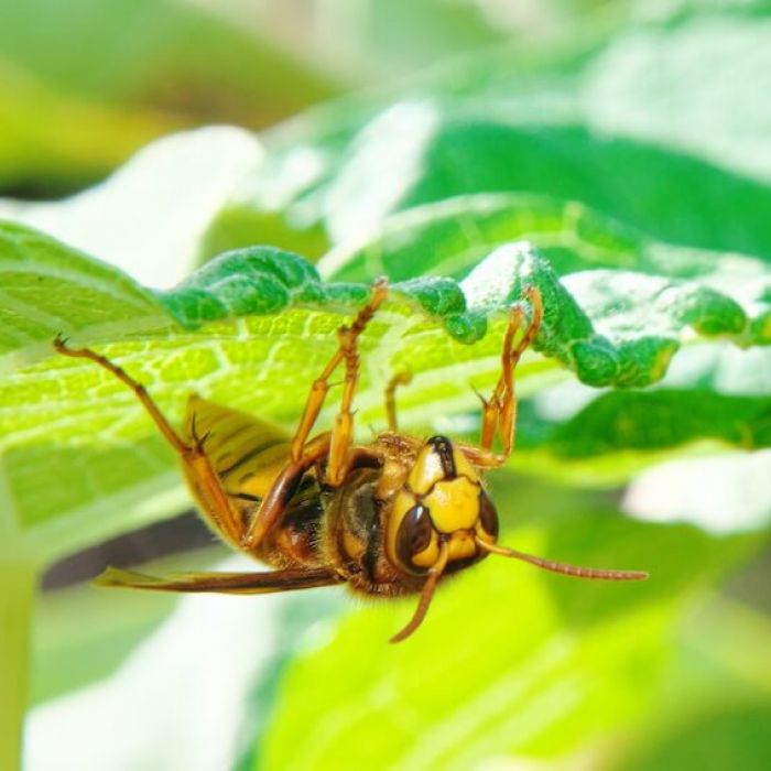 注意 危険なキイロスズメバチ ケブカスズメバチ の見分け方と対策 ハチおじ ハチ大好きおじさんのスズメバチ相談室