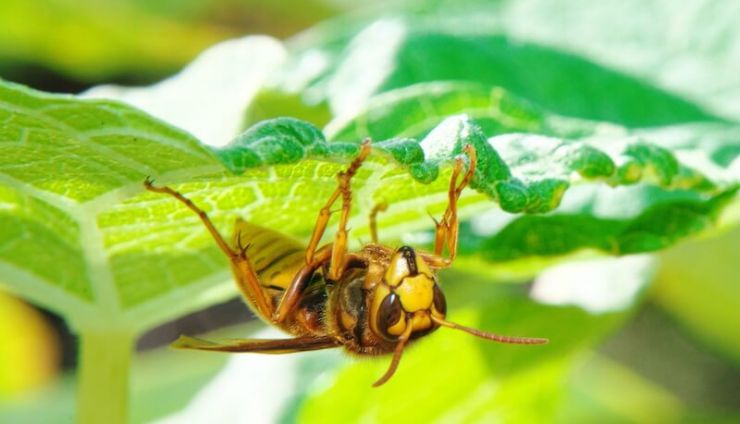 【注意】危険なキイロスズメバチ(ケブカスズメバチ)の見分け方と対策
