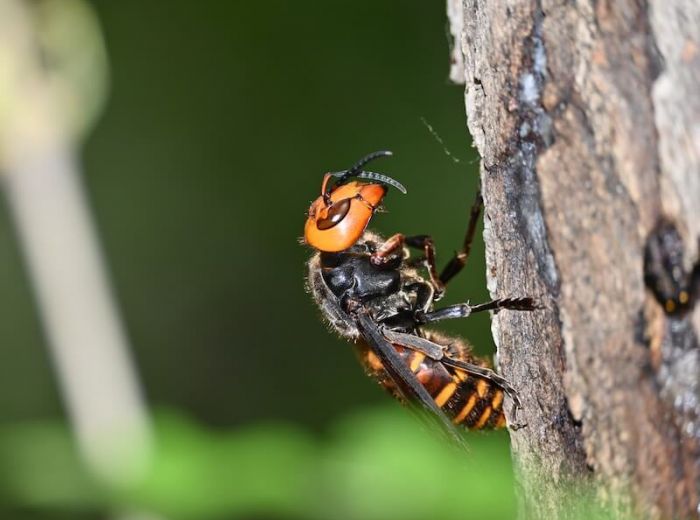 【世界最大】オオスズメバチの見分け方は？生態や危険性について解説