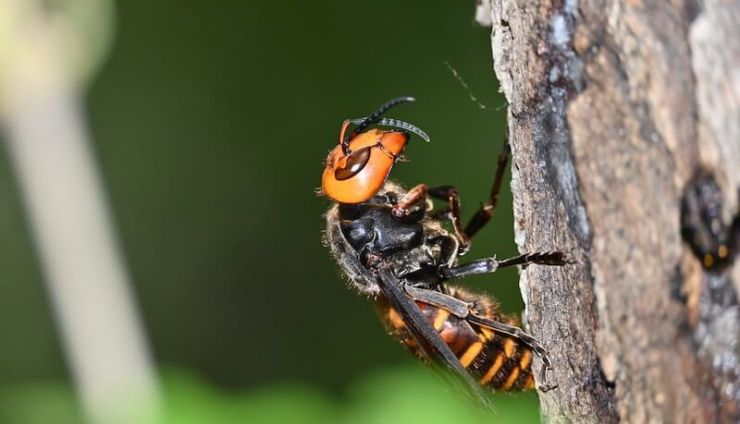 【世界最大】オオスズメバチの見分け方は？生態や危険性について解説