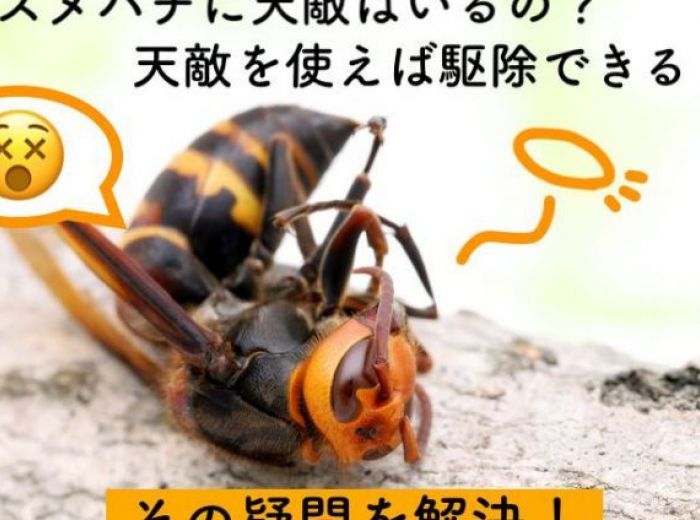 【駆除に活用できる？】意外と知らないスズメバチの天敵を一挙公開！