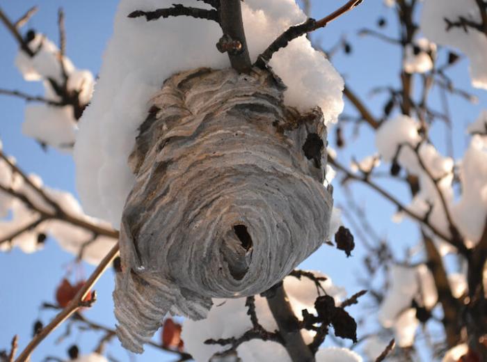 【冬のスズメバチ】過ごし方は？巣は空っぽ？生態を知って被害を防ぐ