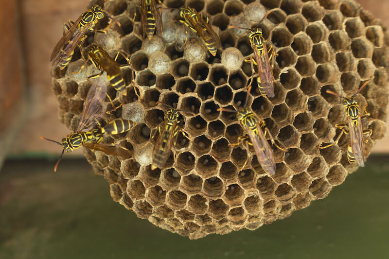 キイロスズメバチの生態