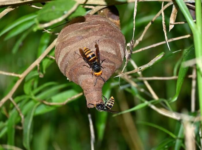 スズメバチの巣を見つけても落ち着いて！初期の巣の見分け方と対処法