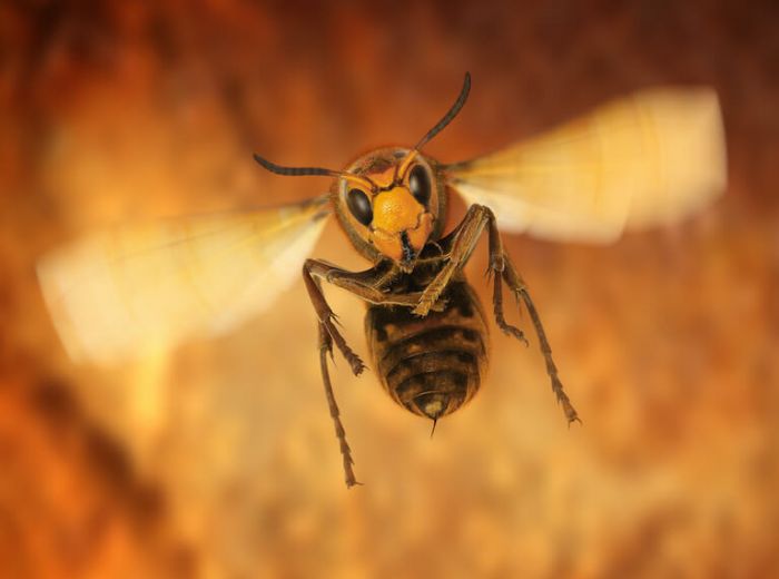 巣を駆除したのにスズメバチが戻ってくる…戻りバチってどうすればいいの？