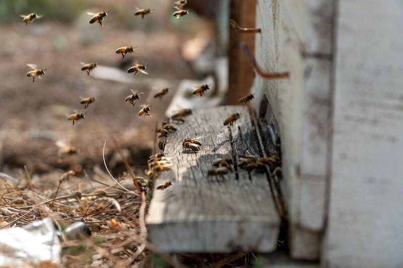 ツマアカスズメバチによる養蜂業への被害