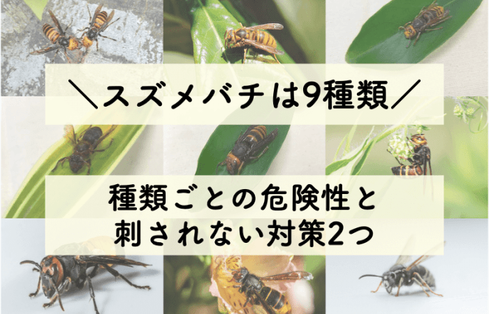 スズメバチ9種類の見分け方 危険性と対策を知って冷静に対処しよう ハチおじ ハチ大好きおじさんのスズメバチ相談室