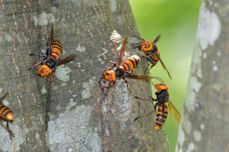 樹液に集まるオオスズメバチ
