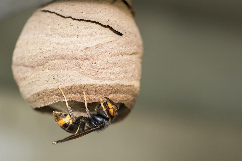 巣作りを行うスズメバチ