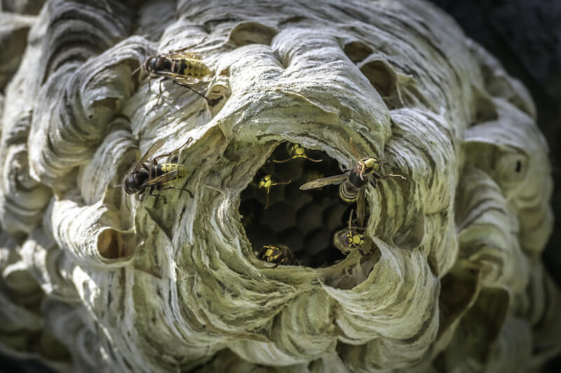 巨大なスズメバチの巣