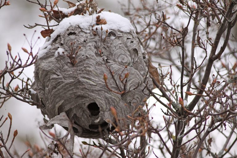 冬のスズメバチの巣