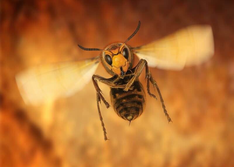 巣を駆除したのにスズメバチが戻ってくる…戻りバチってどうすればいいの？