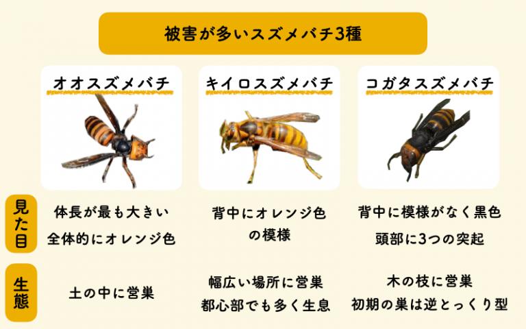スズメバチ9種類の見分け方 危険性と対策を知って冷静に対処しよう ハチおじ ハチ大好きおじさんのスズメバチ相談室