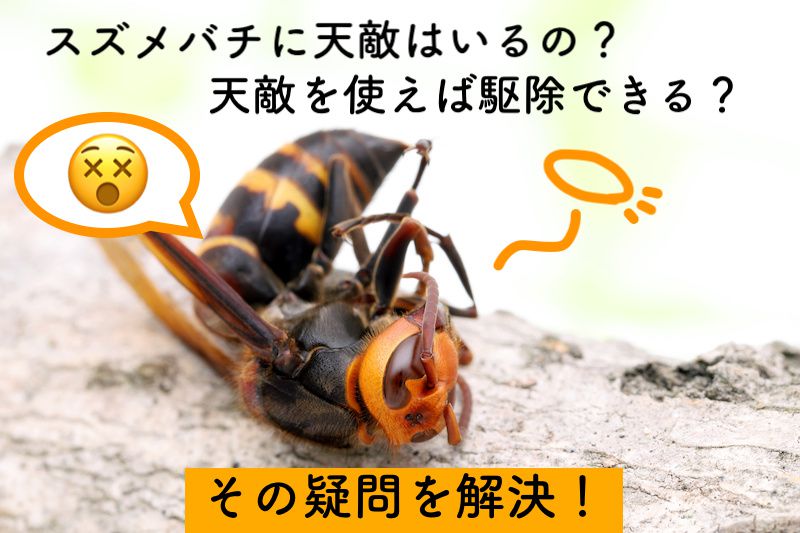 【駆除に活用できる？】意外と知らないスズメバチの天敵を一挙公開！