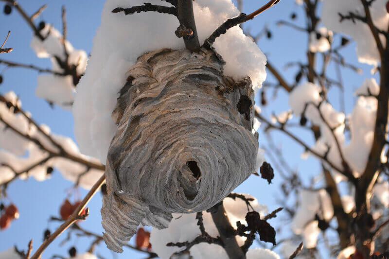 【冬のスズメバチ】過ごし方は？巣は空っぽ？生態を知って被害を防ぐ