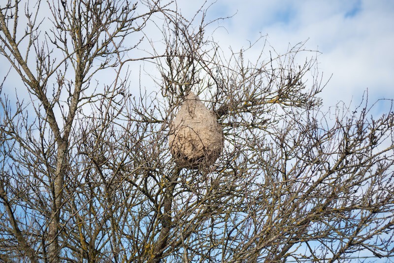 樹木の高い位置に作られたツマアカスズメバチの巣